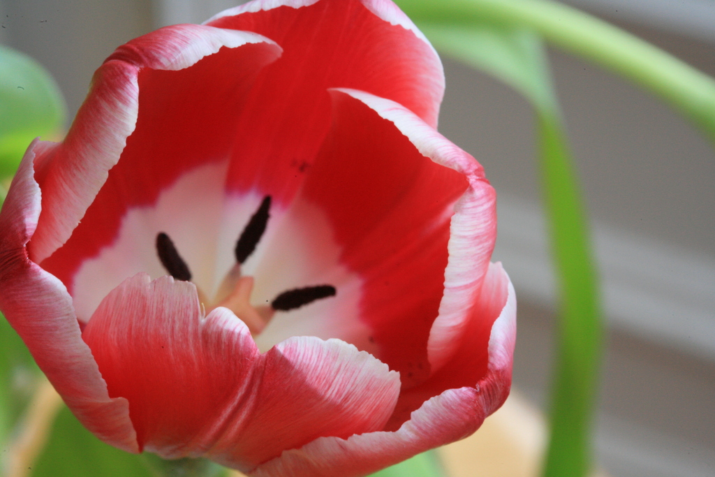 Image Tulip_01