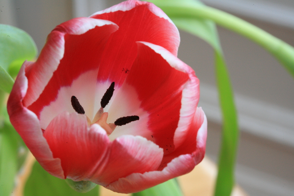Image Tulip_03