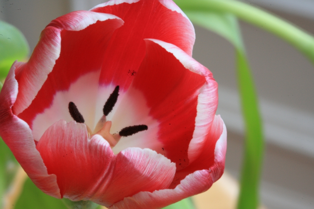 Image Tulip_enfused